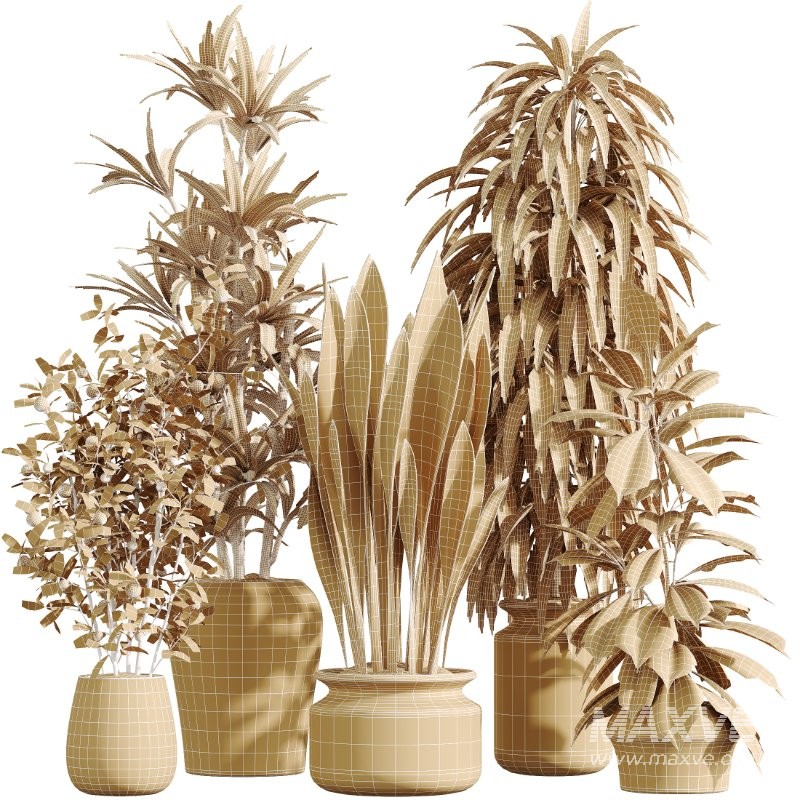 AV Indoor Plants Set 426 Ficus Fig Warneckii Sansevieria Orange - Image 8