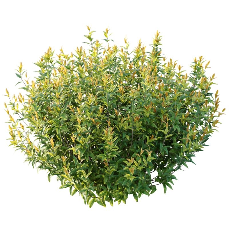 Spirea Japanese Bushes 05 - Image 2