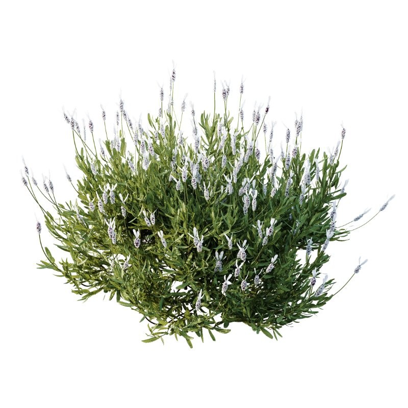 AV Flowering shrubs Lavandula Pedunculata and Ligustrum Ovalifolium Argenteum Aureum - Image 3