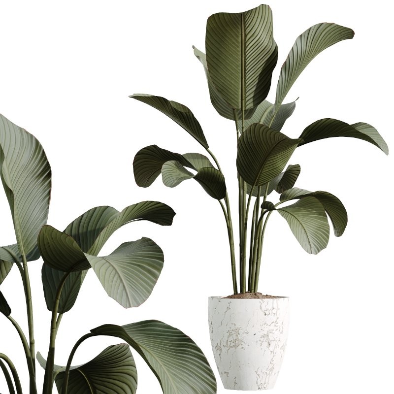 ntal tropical plants. Each model has been meticulously crafted to highlight the unique botanical identity of its species—from the lively fruit-bearing Calamondin Orange tree to the bold architectural leaves of Calathea Lutea, the delicate branching of Ficus Marginata, the lush vertical density of Areca Palm, and the dynamic linear foliage of Lemon Cane Dragon. - Image 4