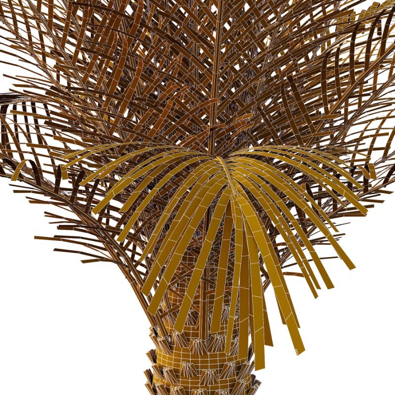 Phoenix roebelenii Palm Trees 07 - Image 4