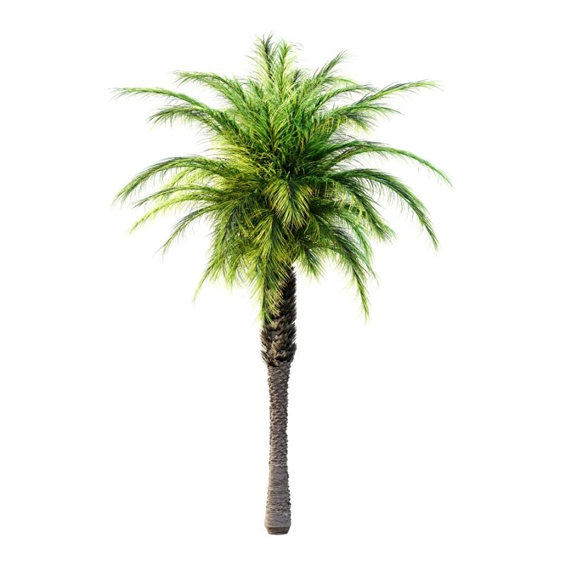 Phoenix roebelenii Palm Trees 02 - Image 1