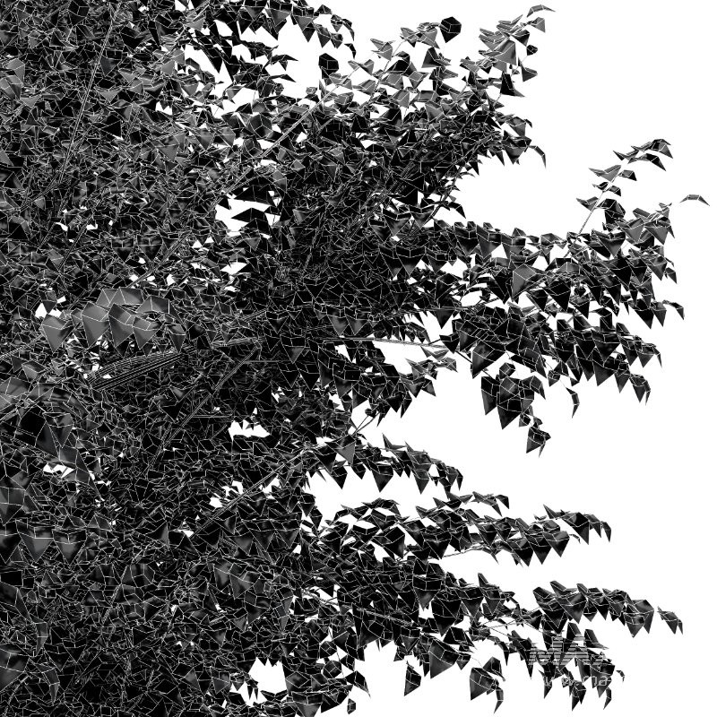 AV Sydney blue gum and European Beech 2 Trees - Image 5