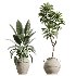 AV Indoor Plants Set 429 Palm Euphorbia Olive Ficus - Thumbnail 7