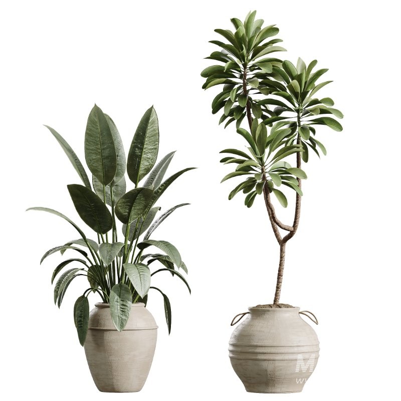 AV Indoor Plants Set 429 Palm Euphorbia Olive Ficus - Image 7