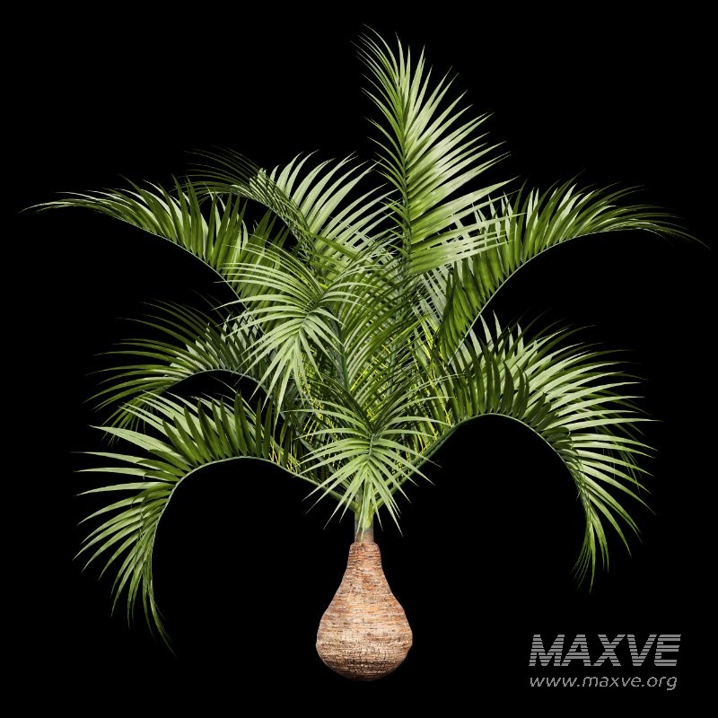 AV Sabal Palmetto Cabbage Palm and Bottle palm tree hyophorbe lagenicaulis - Image 6