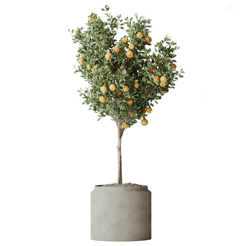 ntal tropical plants. Each model has been meticulously crafted to highlight the unique botanical identity of its species—from the lively fruit-bearing Calamondin Orange tree to the bold architectural leaves of Calathea Lutea, the delicate branching of Ficus Marginata, the lush vertical density of Areca Palm, and the dynamic linear foliage of Lemon Cane Dragon. - Image 5