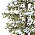 Douglas Fir Winter Tree 03 - Thumbnail 2