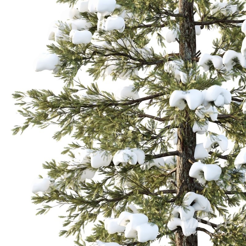 Douglas Fir Winter Tree 03 - Image 2