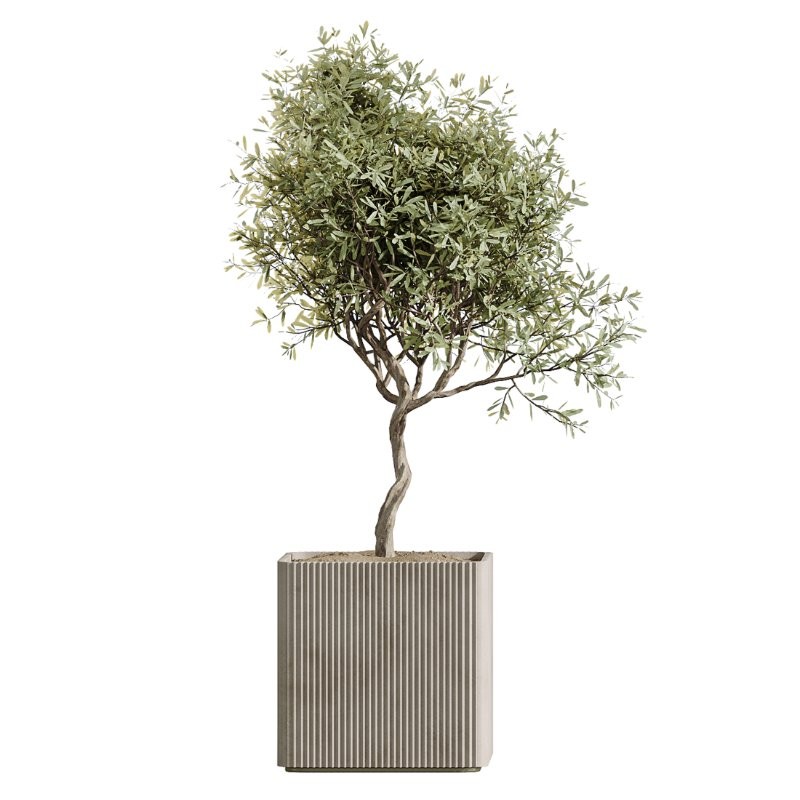 AV Indoor Plants Set 430 Eucalyptus Olive Banana Yucca Palm - Image 4