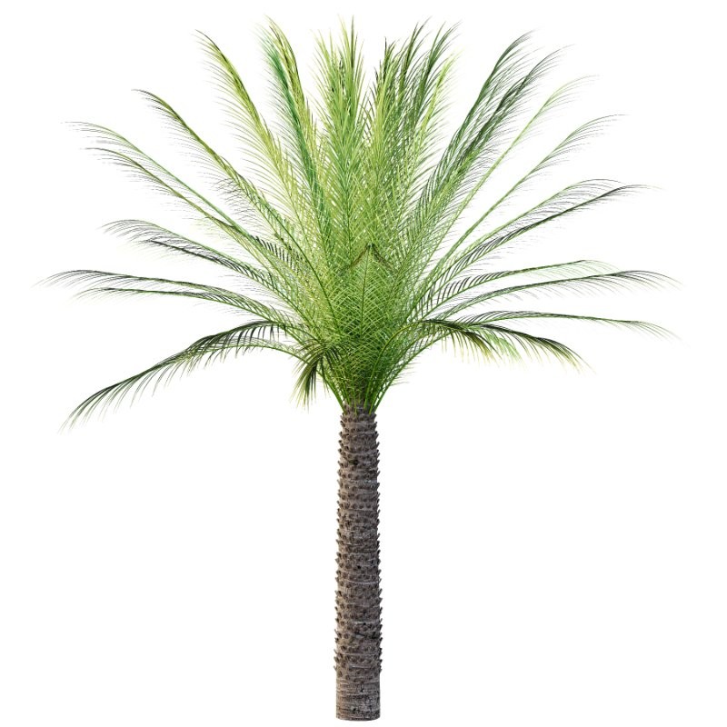 Phoenix roebelenii Palm Trees 07 - Image 2