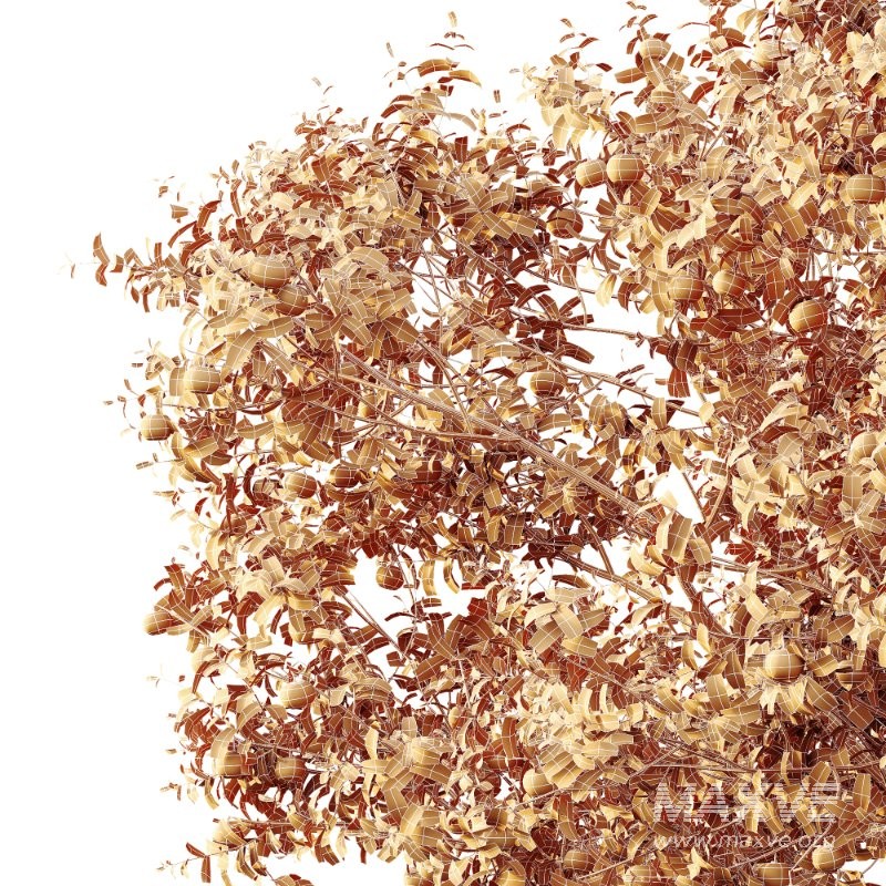 AV Plants Citrus Dancy Mandarin Tangerine Version02 - Image 3