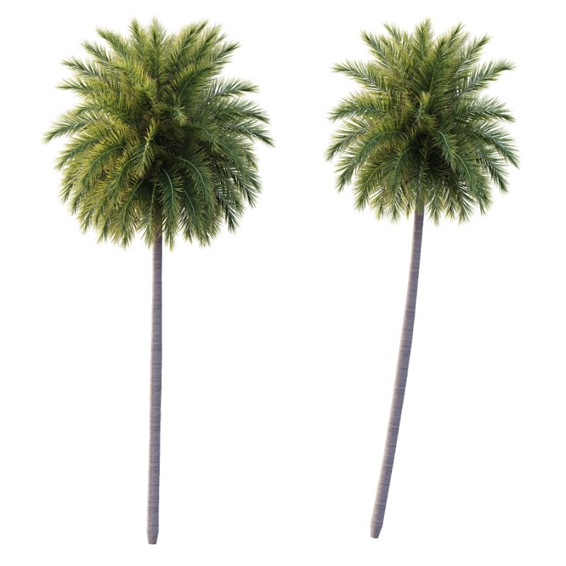 Roystonea Regia Tree 09 - Image 3