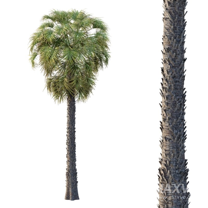 Washingtonia Robusta Palm Tree 03 - Image 4