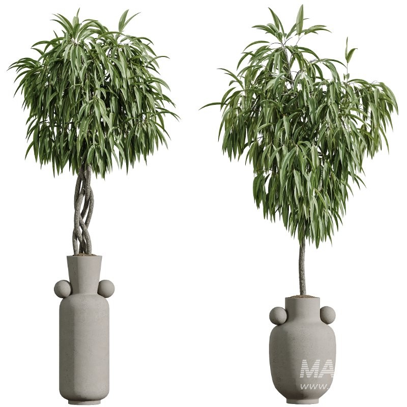 AV Indoor Plants Set 422 Ficus Binnendijkii and Zamiifolia and Green Sansevieria and ParadiseBird - Image 1