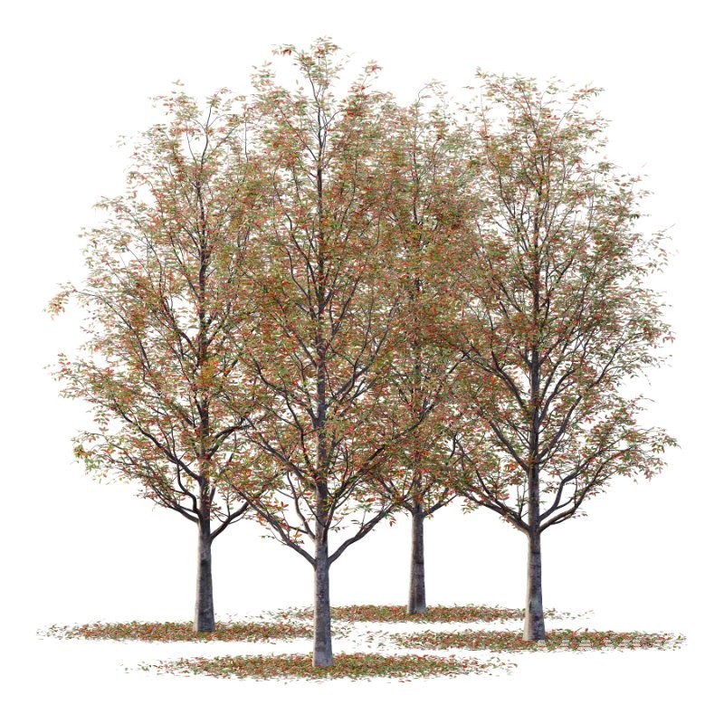 Rowan tree 19 - Image 5