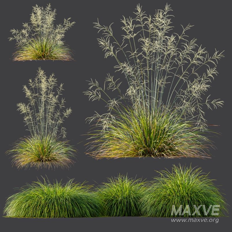 ntal grass collection featuring Stipa Arundinacea ‘Sweet’ and Carex Elata ‘Aurea’. This set combines the airy, flowing character of Stipa with the dense, arching structure and fresh golden-green tones of Carex, creating a natural balance that works beautifully in contemporary gardens, parks, urban landscapes, and architectural visualizations. - Image 8
