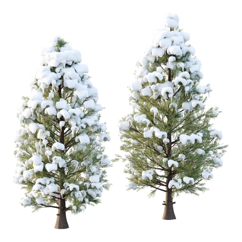 Eastern Red Cedar Winter Tree 01 - Image 1