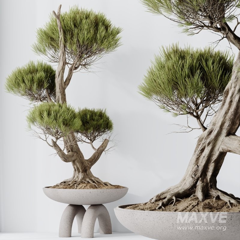 AV Indoor Plants Set 421 Ficus Microcarpa Bonsai Ginseng and Bonsai Pinus Pentaphylla Thunbergii - Image 3