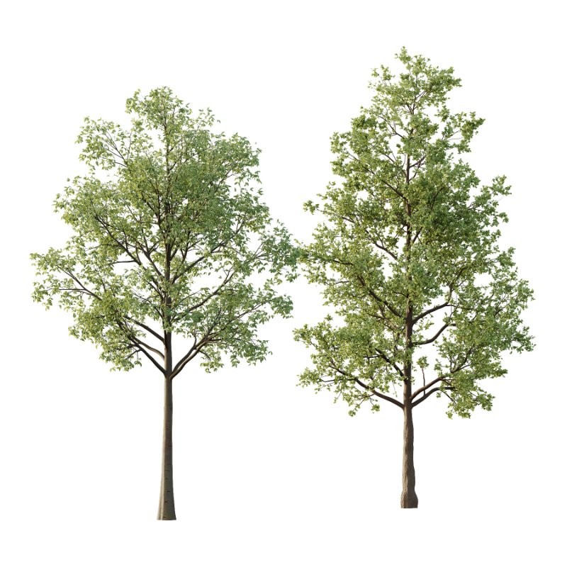 Diffrent Tree Tilia platyphyllos Celtis australis 05 - Image 1