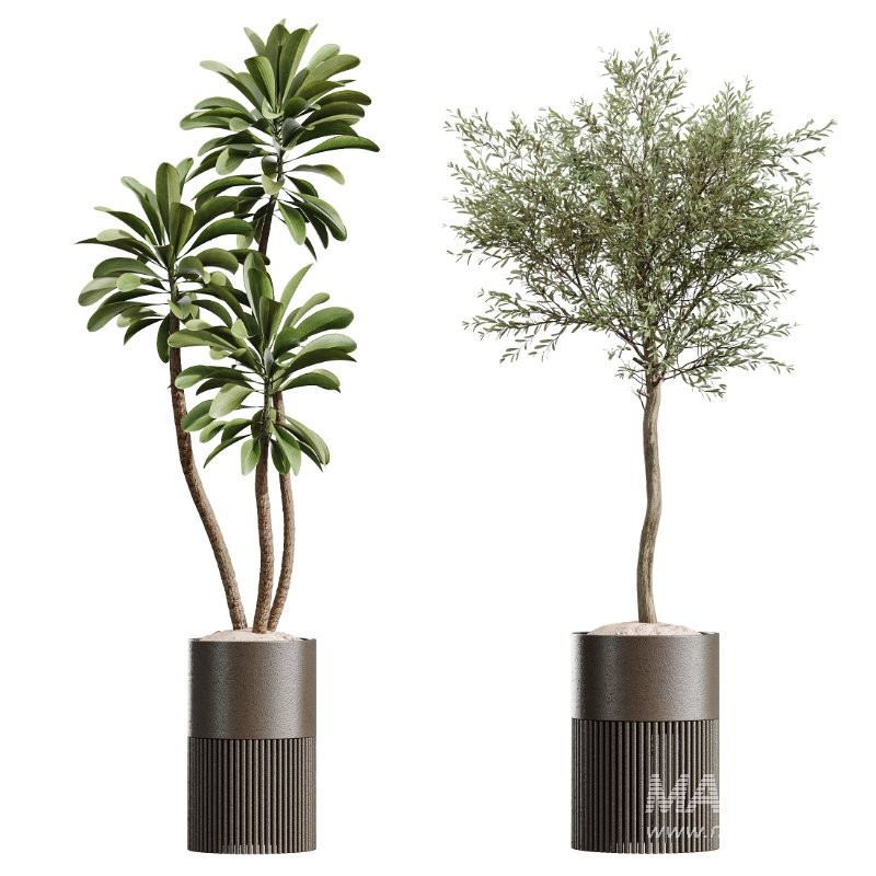 AV Indoor Plants Set 424 Yucca Palm and Elegant Monstera and Olive Tree and Euphorbia Drupifera - Image 6
