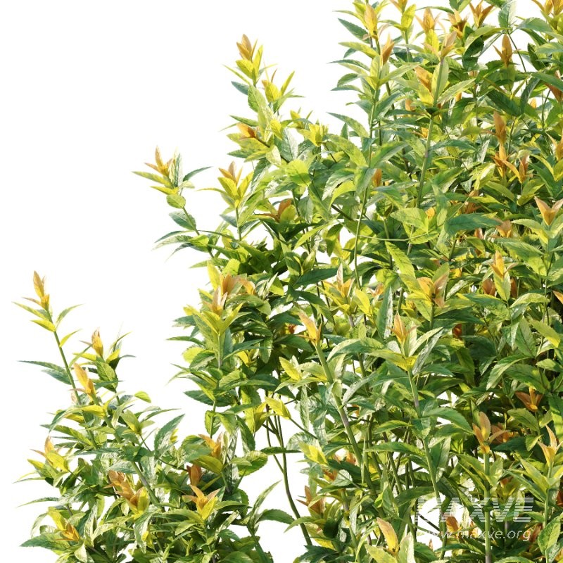 Spirea Japanese Bushes 03 - Image 3