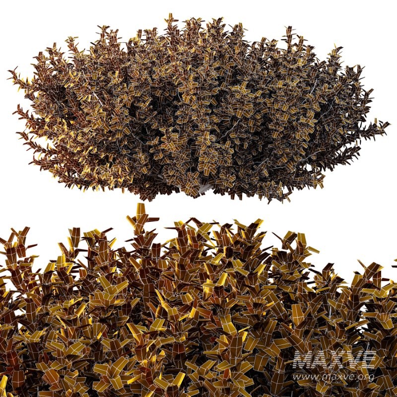 Diffrent Bush 03 Frutices Fortescue Euonymus Pinus Mugo plant - Image 6