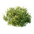 Spirea Japanese Bushes 03 - Thumbnail 5