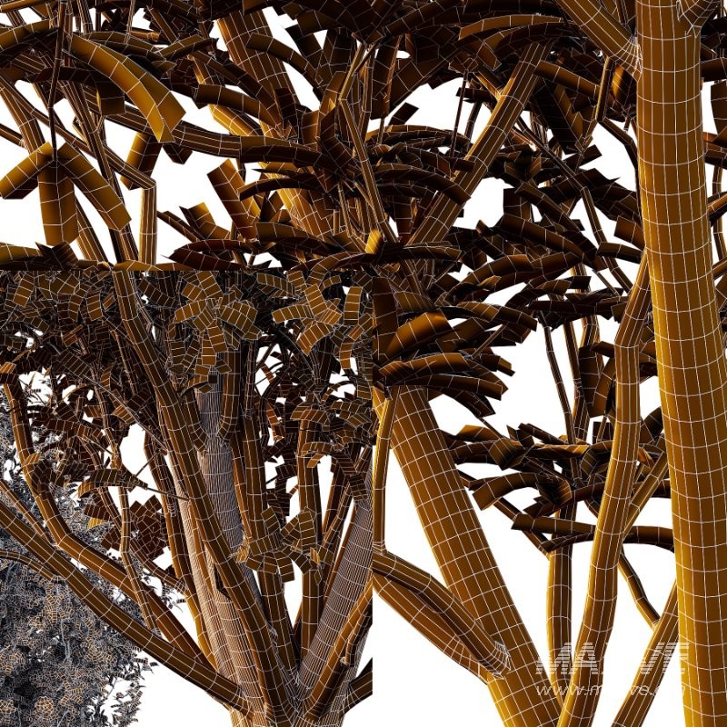 romneya coulter Argyrocytisus battandieri Tibouchina Semidecandra Plant01 - Image 5