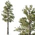 Douglas Fir Tree 02 - Thumbnail 3