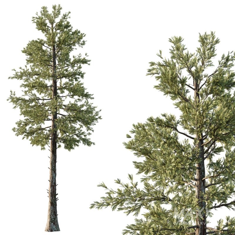 Douglas Fir Tree 02 - Image 3