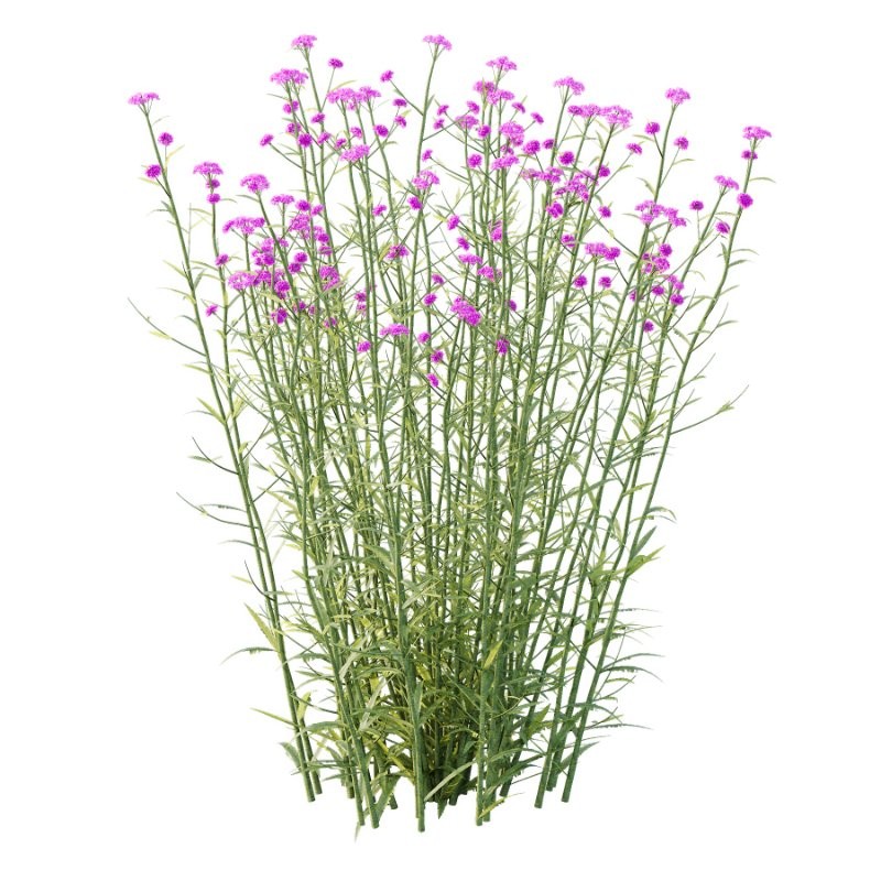 Verbena Bonariensis Plant 01 - Image 4