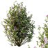 romneya coulter Argyrocytisus battandieri Tibouchina Semidecandra Plant01 - Thumbnail 4