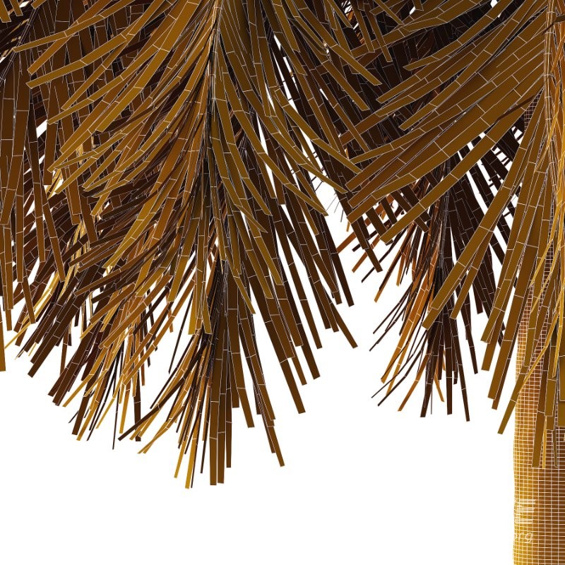 Roystonea Regia Tree 09 - Image 5