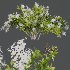 AV Spring bushes Myrtle White Flower and Cotinus coggygria - Thumbnail 6