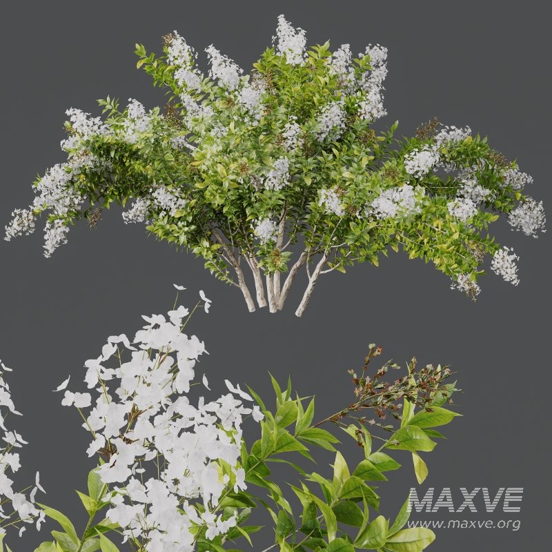 AV Spring bushes Myrtle White Flower and Cotinus coggygria - Image 6