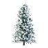 Blue Spruce Winter Tree 02 - Thumbnail 1