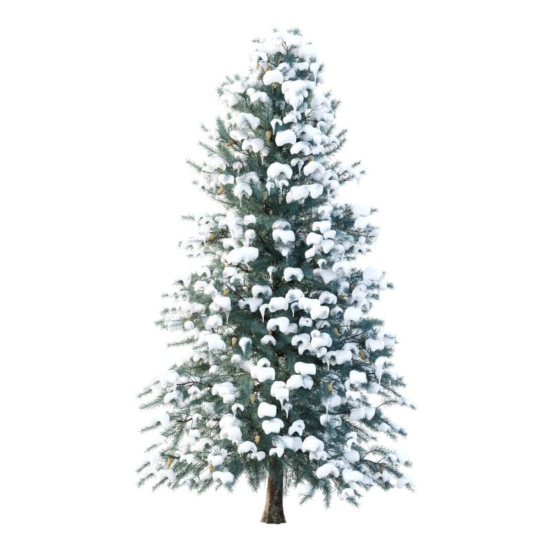 Blue Spruce Winter Tree 02 - Image 1