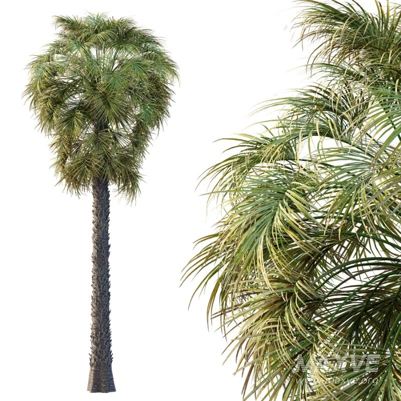 Washingtonia Robusta Palm Tree 03 - Image 3