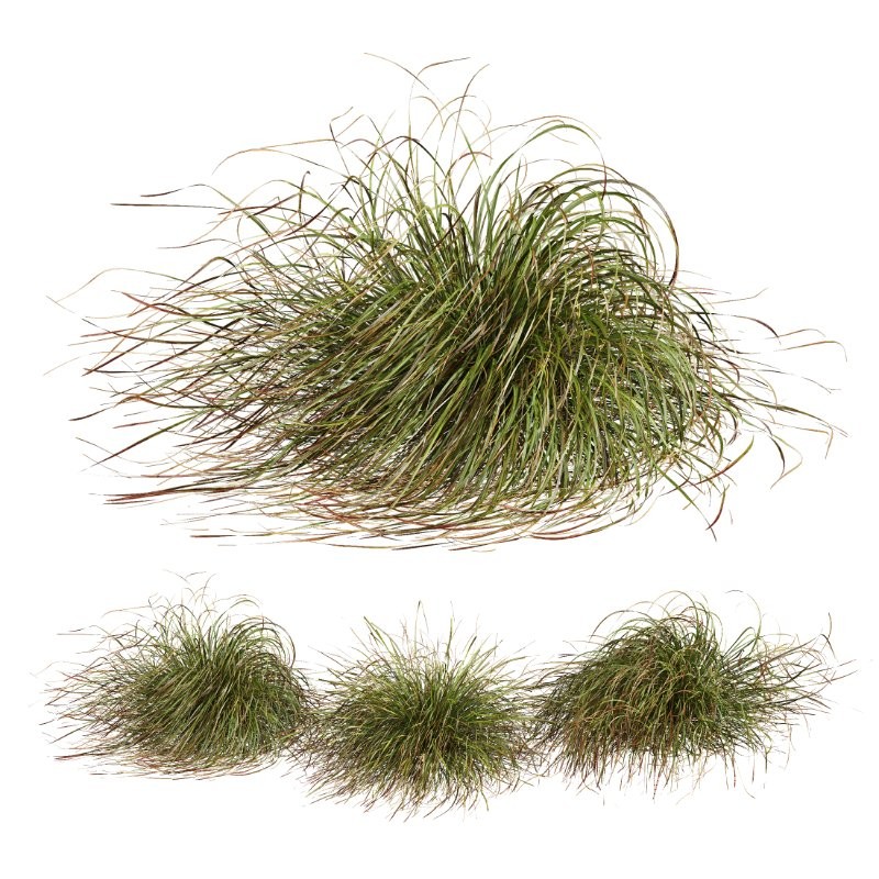 ntal grasses. These tufted, wind-swept grasses are modeled with exceptional care to capture their signature arching blades, airy volume, and subtle color variation ranging from warm yellow-greens to earthy bronze tones. - Image 8