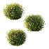 Spirea Japanese Bushes 04 - Thumbnail 4