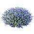 AV Spring flowering shrubs Alchemilla Mollis Vulgaris and Calluna Vulgaris Helena - Thumbnail 4