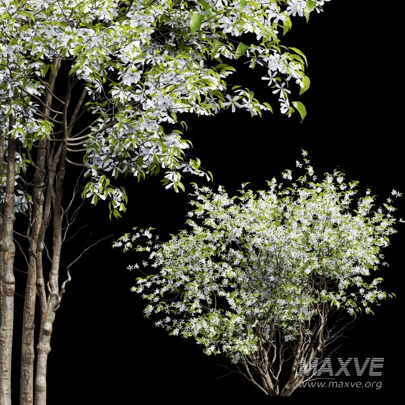 ntal accent plants. Each model is crafted with clean quad-based topology, natural proportions, and high-resolution 4K textures that bring clarity and authenticity to both close-up details and wide landscape shots. - Image 9