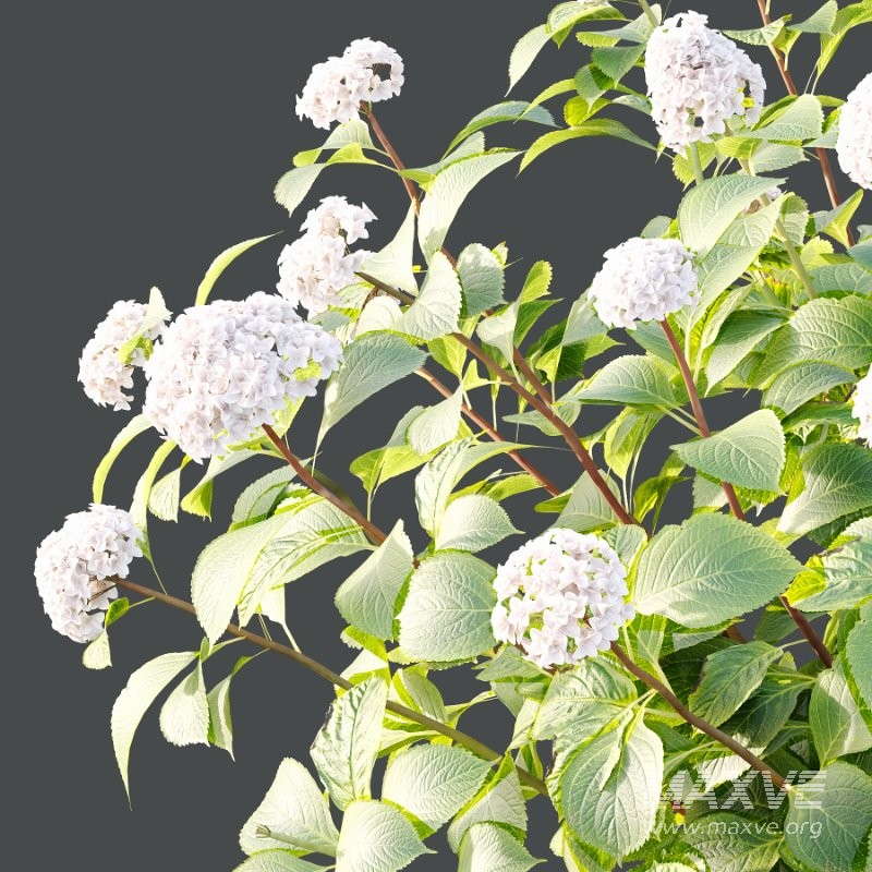 Diffrent Bush Spirea Japonica hydrangea arborescens - Image 6