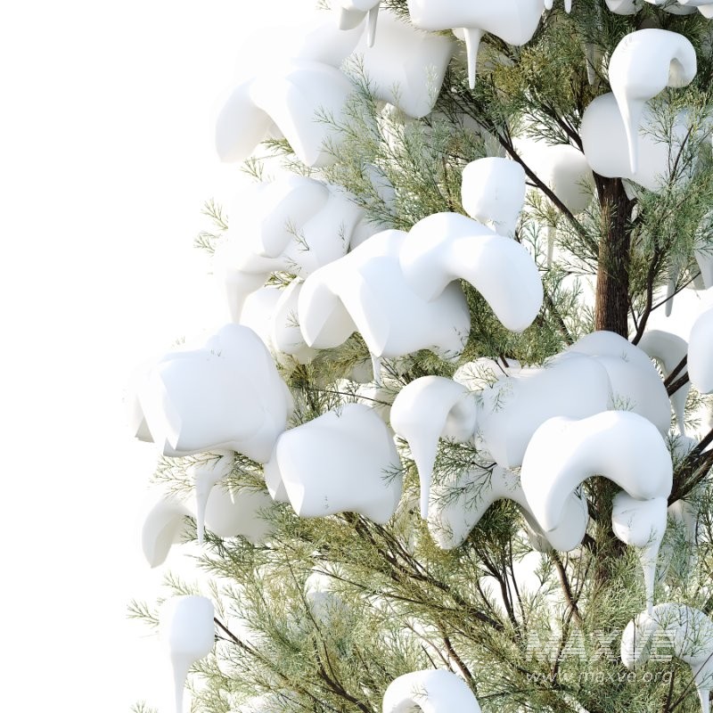 Eastern Red Cedar Winter Tree 01 - Image 2