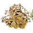 AV Spring flowering shrubs Alchemilla Mollis Vulgaris and Calluna Vulgaris Helena - Thumbnail 8