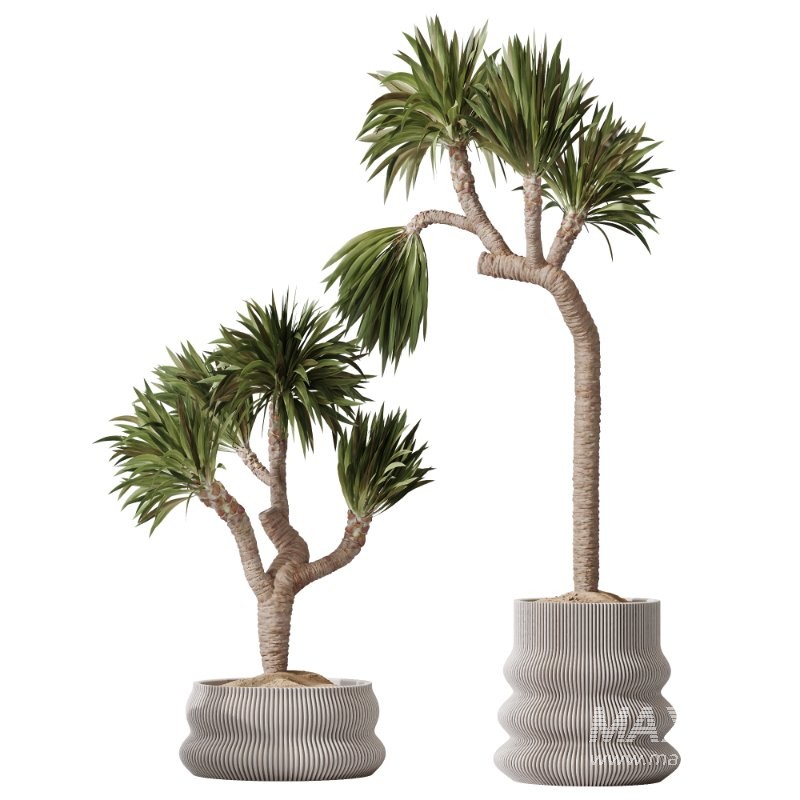 AV Indoor Plants Set 416 Olive tree and Areca Palm and Yucca Elephantipes and Ravenala Banana - Image 3