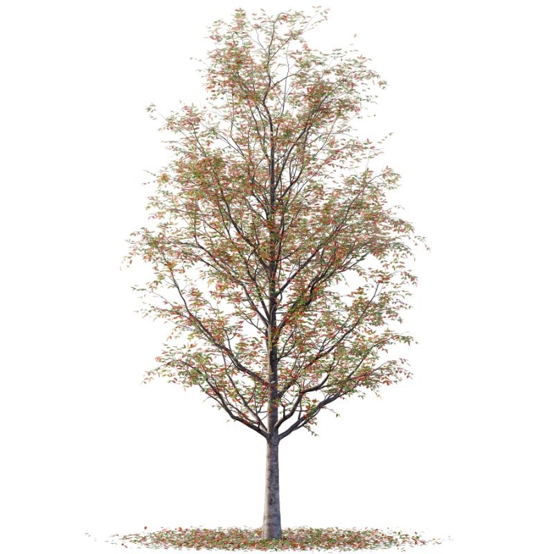 Rowan tree 19 - Image 1