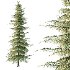 Alaska Cedar Tree 02 - Thumbnail 4