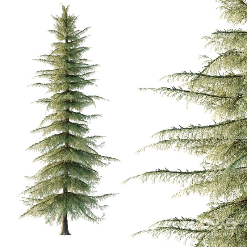 Alaska Cedar Tree 02 - Image 4